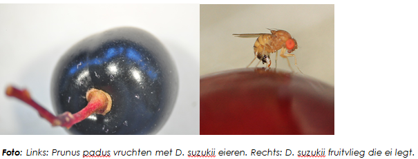 Exploitatie van ecologische "Attract & Kill" in de strijd tegen Drosophila suzukii